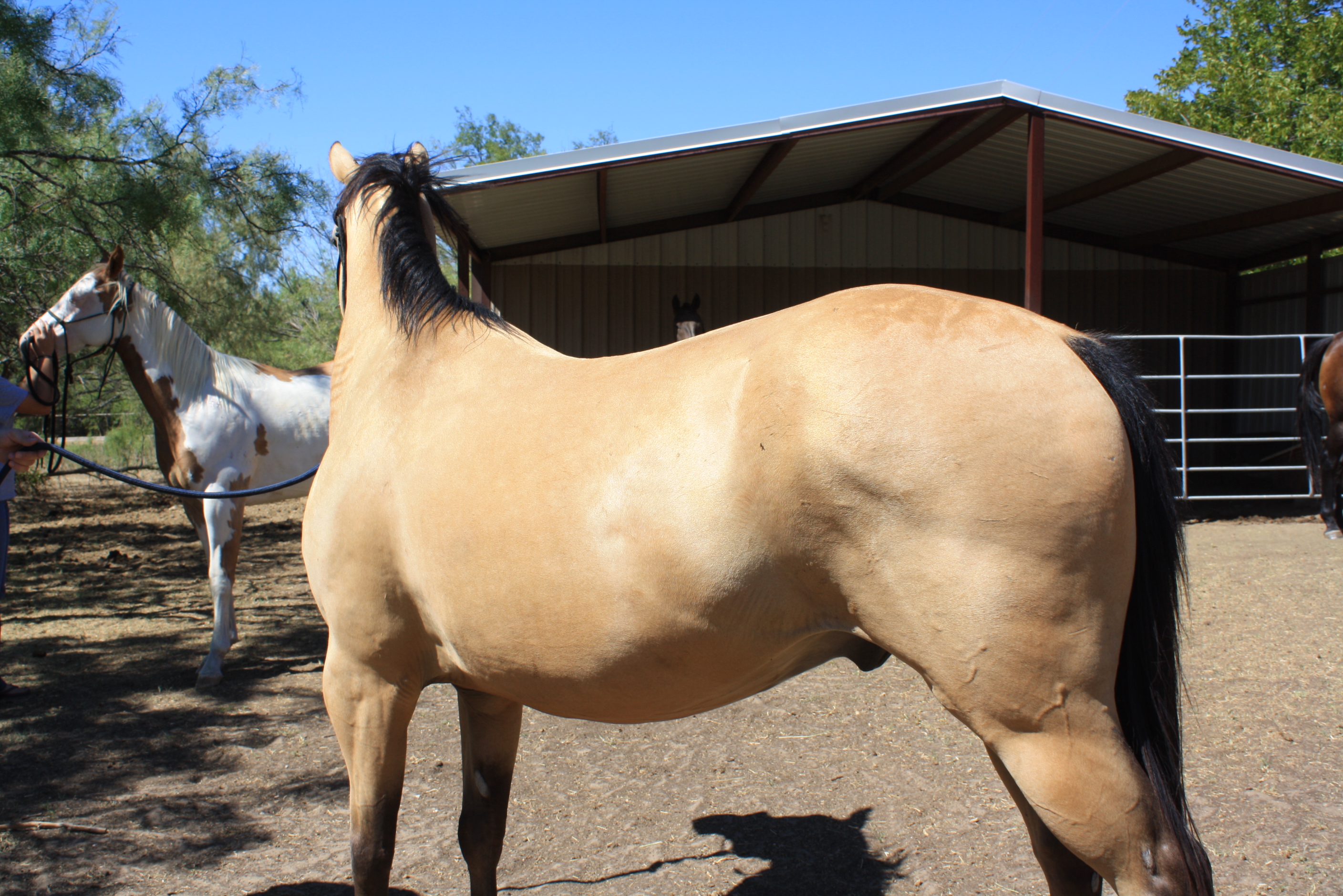 buckskin horse pics