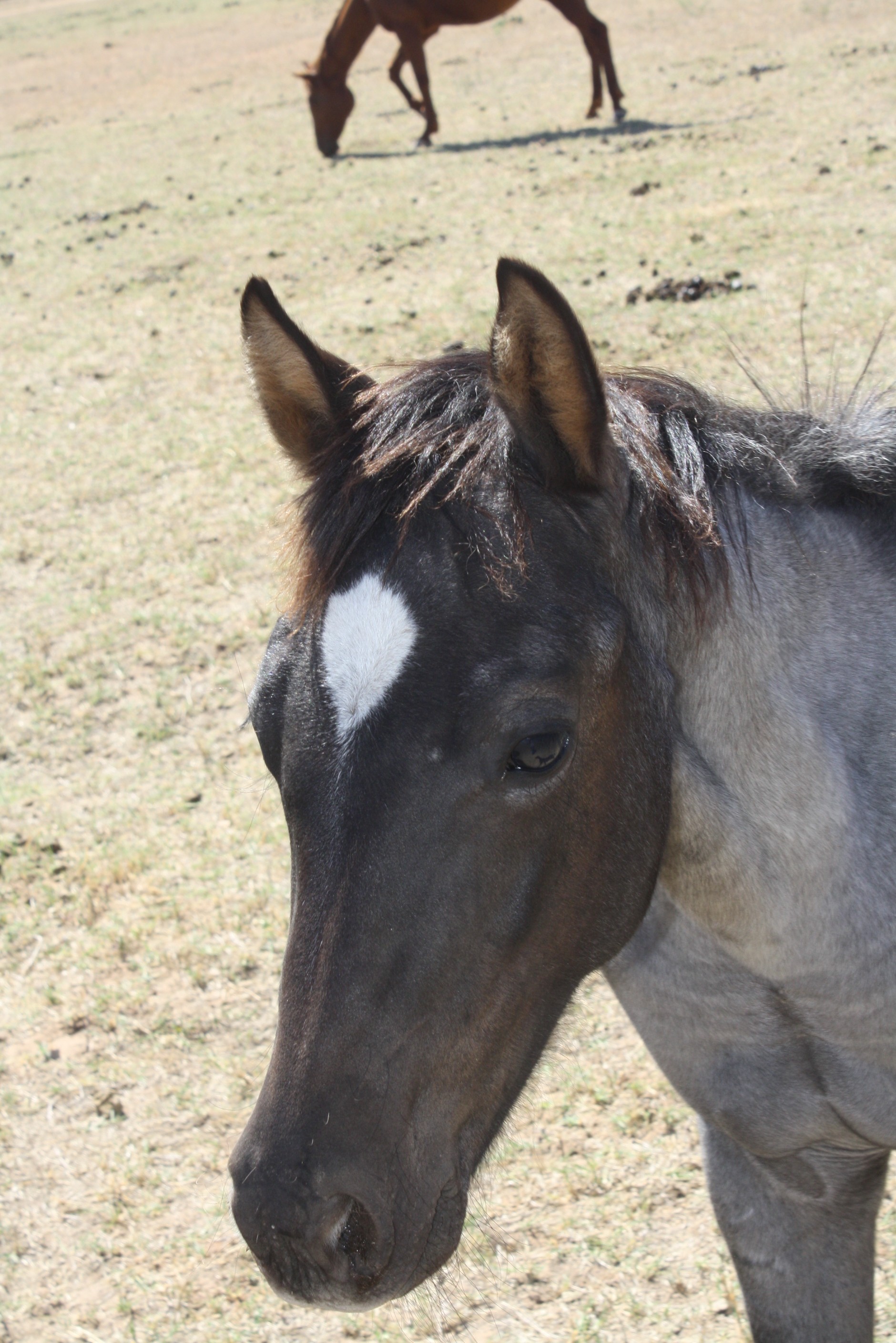 Blue Roan Mare