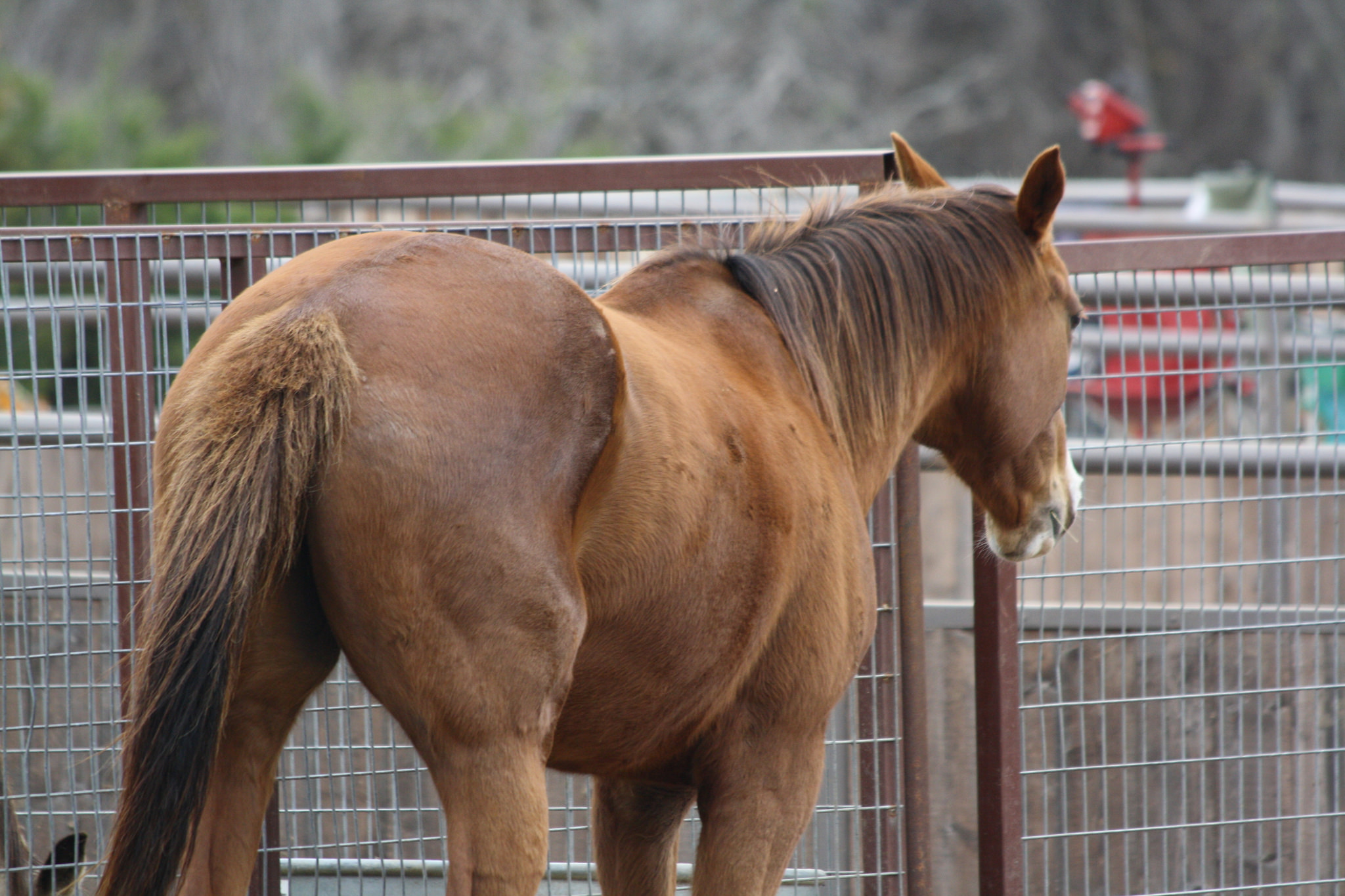 » Thoroughbred mare Traci Davis